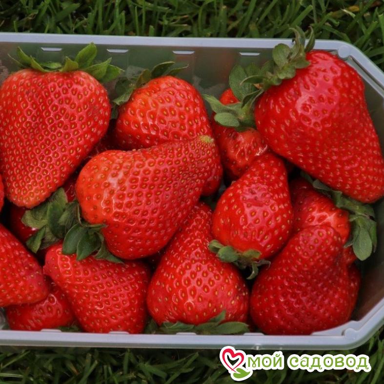 Клубника Линоса