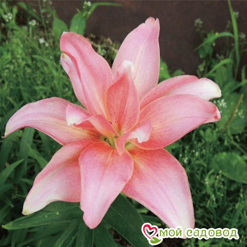 Лилия азиатская махровая Афродита