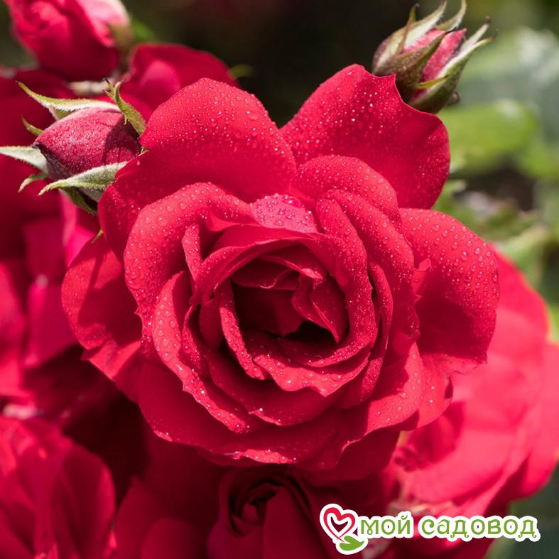 Роза плетистая Амадеус