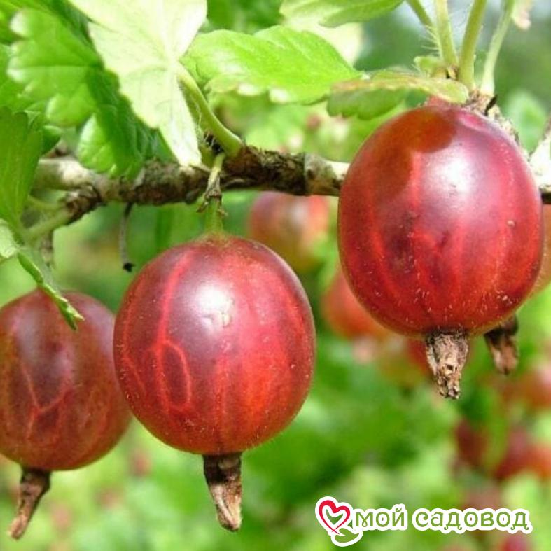 Крыжовник Владил