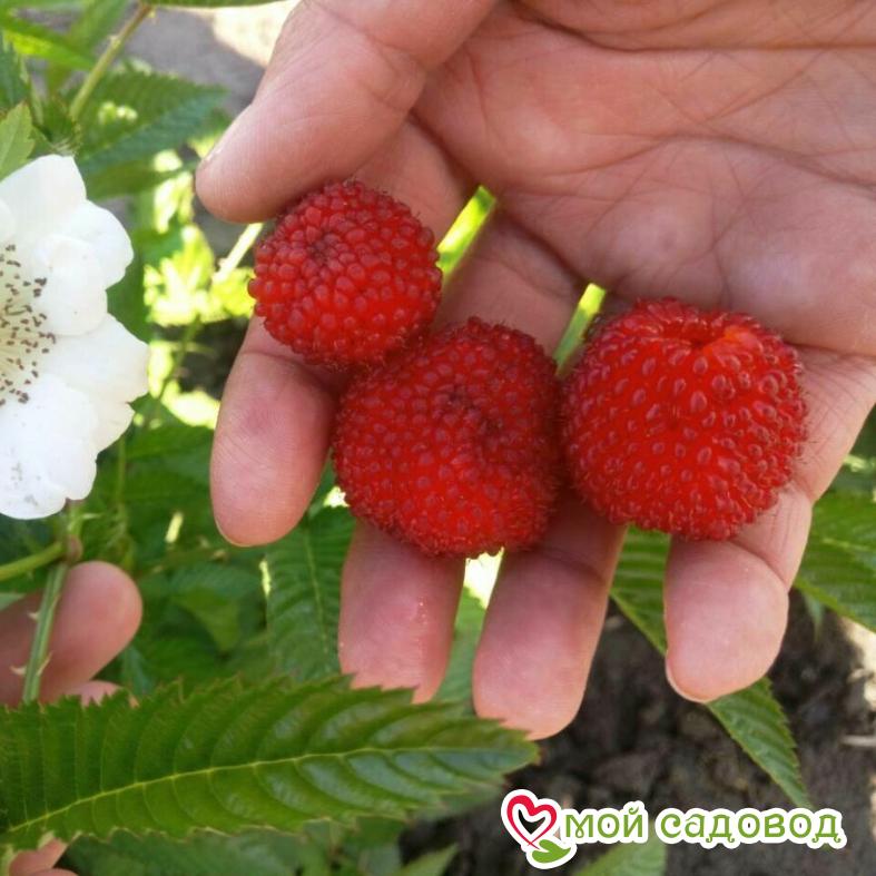 Малино-клубника