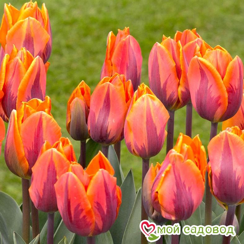 Тюльпан Принцесс Ирен